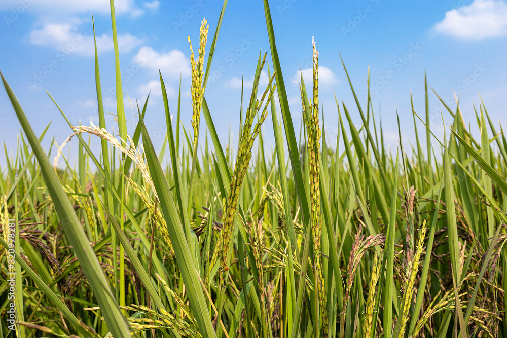 Ear of rice berry in fields and blue sky.