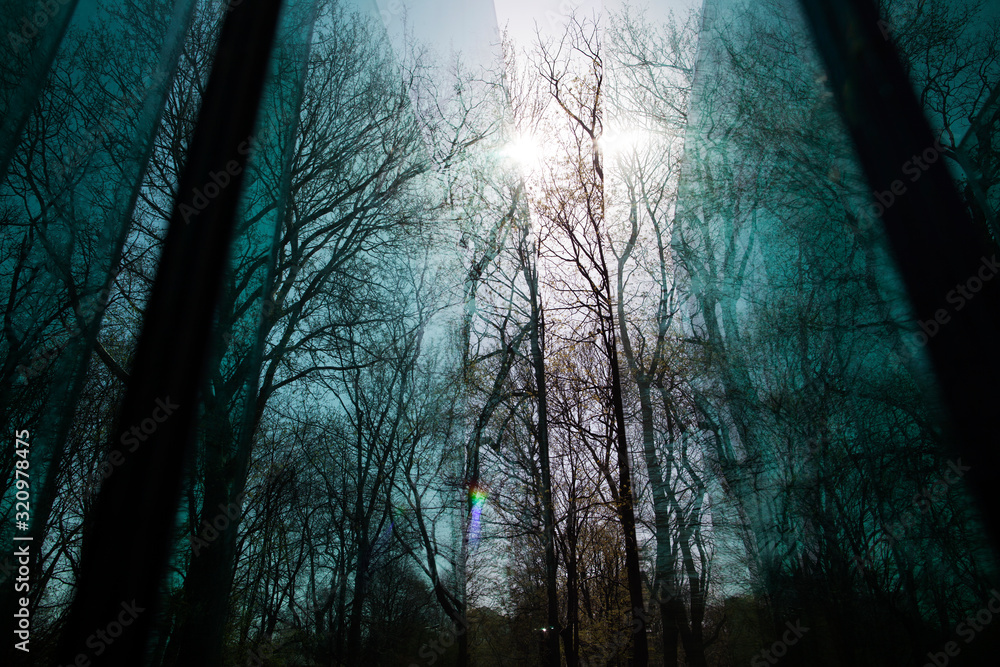 winter tree branches reflections in a glass winter tree branches reflections in a glass