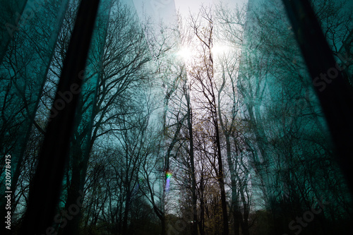 winter tree branches reflections in a glass