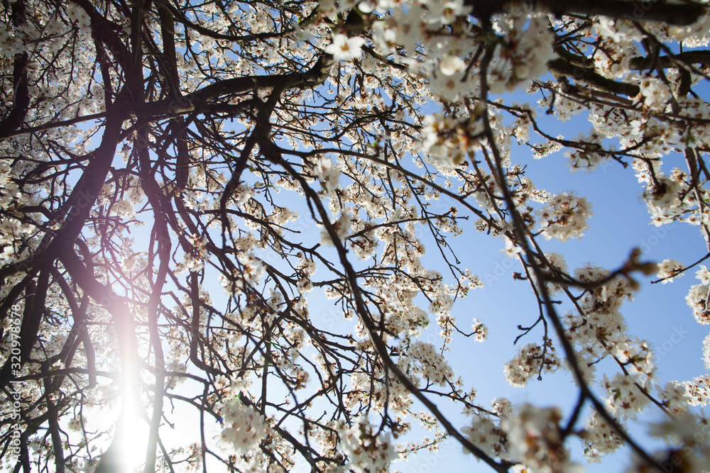 apple tree in blossom. tree branches with white flowers in the spring time.against blue sky apple tree in blossom. tree branches with white flowers in the spring time.against blue sky