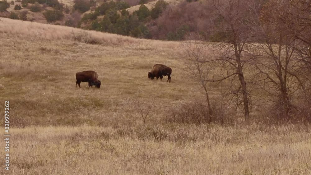 Bison/Buffalo grazing in a field with snow falling, Theodore Roosevelt National Park Bison/Buffalo grazing in a field with snow falling, Theodore Roosevelt National Park