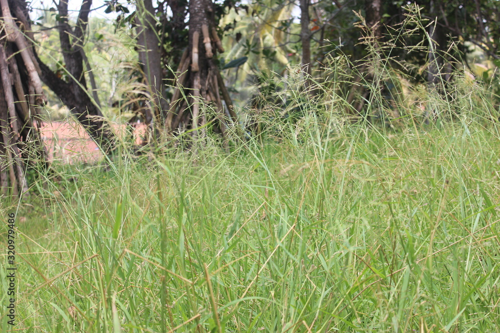 green grass in the forest green grass in the forest