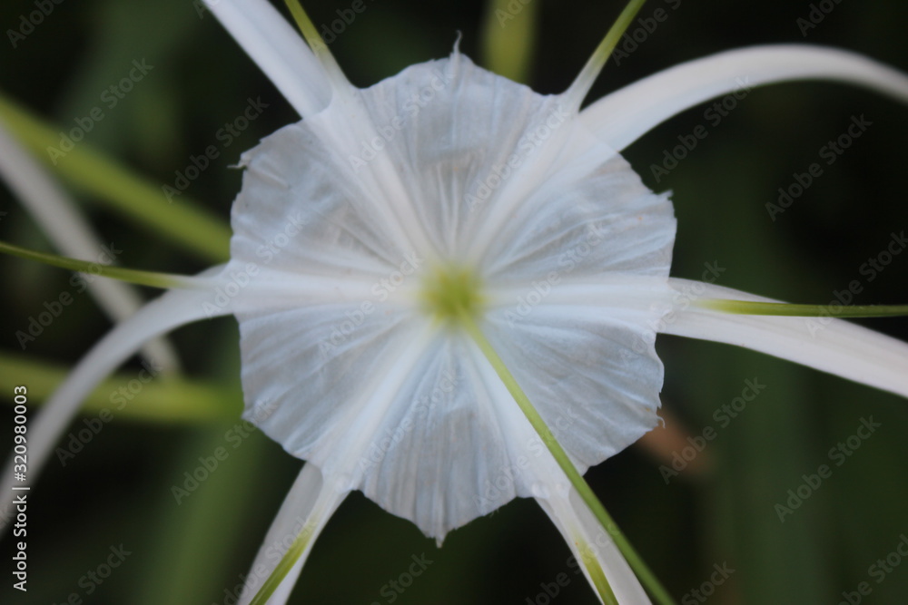 Obraz premium white flower on the garden