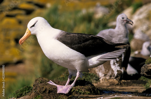 Albatros à sourcils noirs,.Thalassarche melanophris, Black browed Albatross, Iles Falkland, Iles Malouines photo