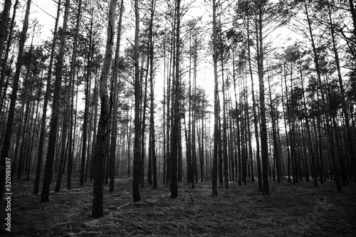 black and white photo of a pine forest in summer