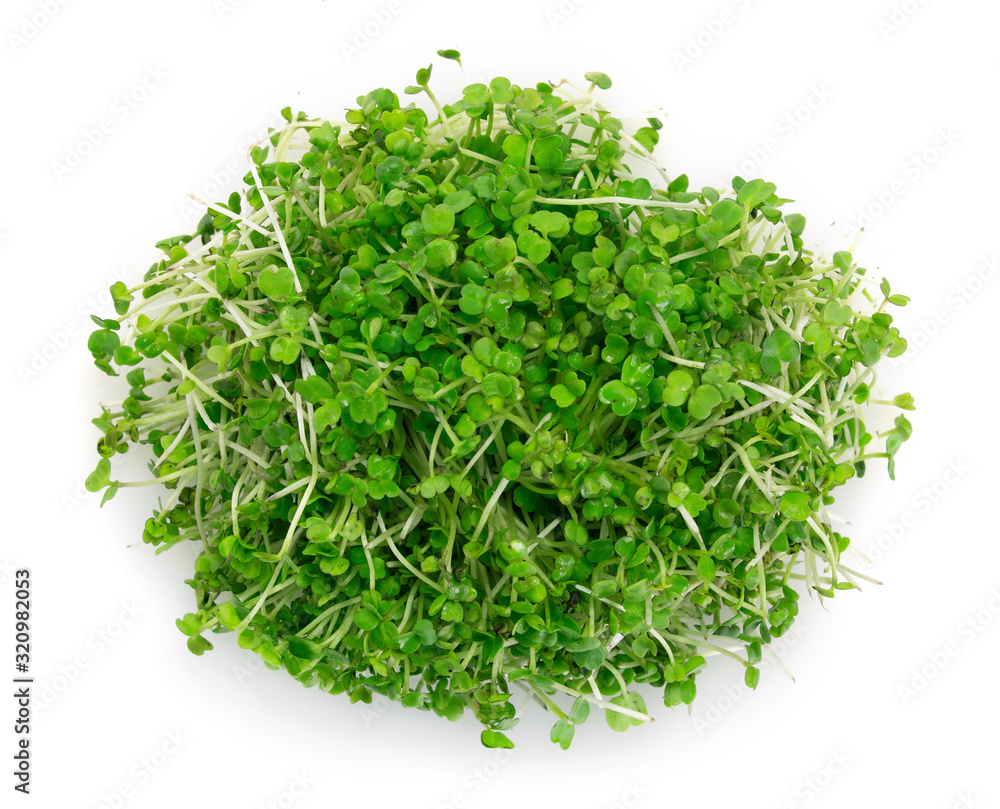 Obraz premium Micro green arugula isolated on white background