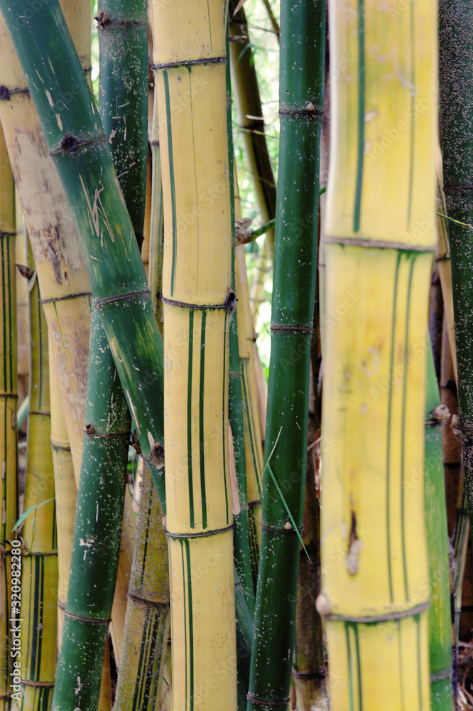 Fototapeta premium Bamboo grove on the island of Madeira