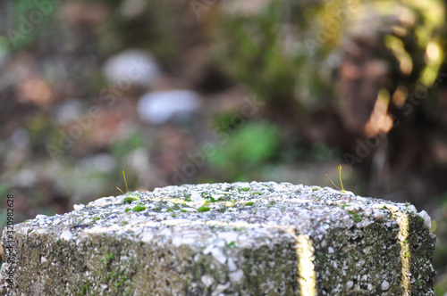 moss on a grey stone