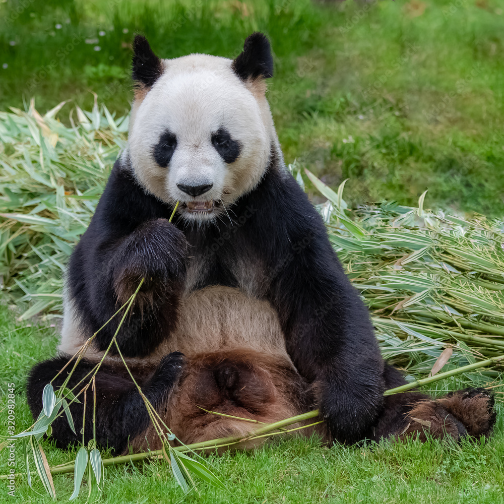 Obraz premium Young giant panda eating bamboo in the grass, portrait