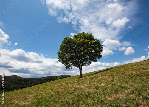lonely tree on the hill side
