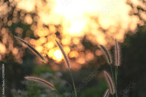 sunset over field of wheat