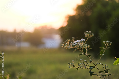 sunset in forest