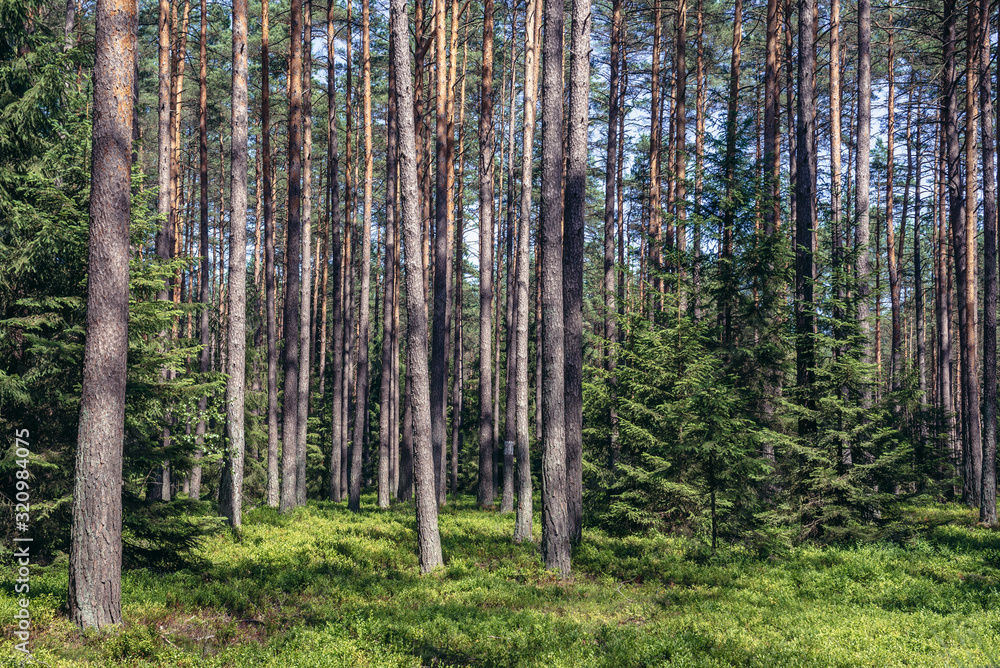Forest near Wicimice, small village located in West Pomerania region of Poland Forest near Wicimice, small village located in West Pomerania region of Poland