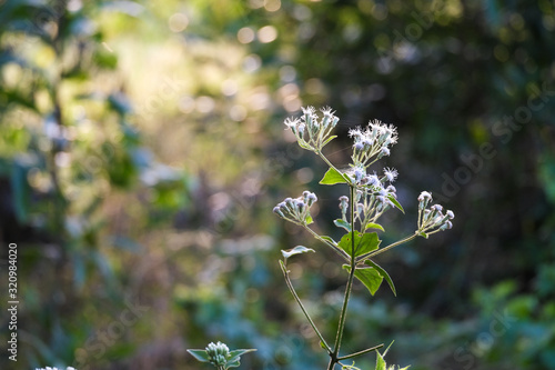 flowers in garden