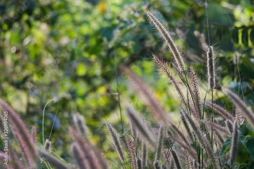 grass in the field