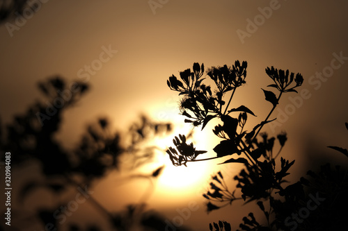 silhouette of a tree on black background