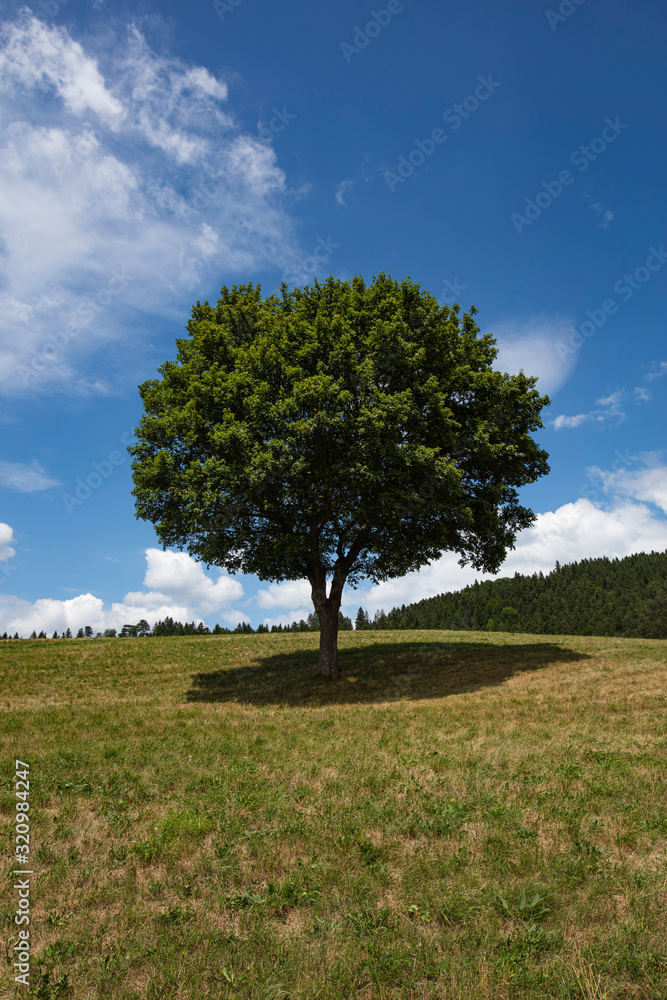 lonely tree in summer time