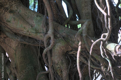 trunk of a tree