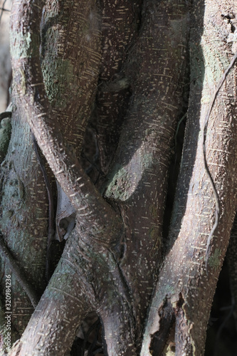 roots of tree