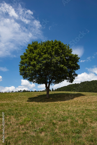 lonely tree in summer time