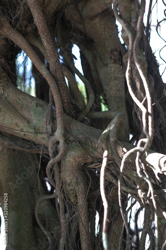 tree with roots