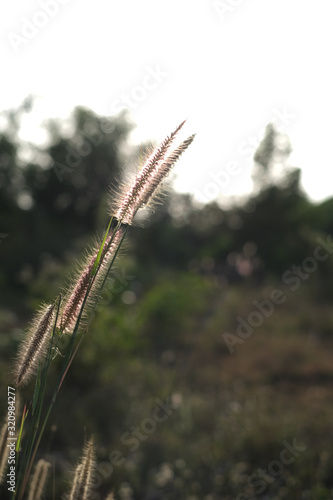 flower in the grass