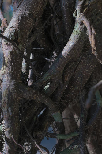 trunk of a tree