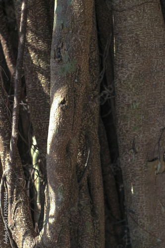 trunk of a tree