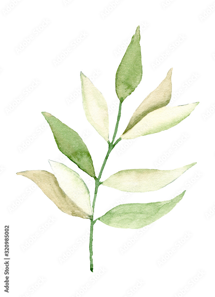 Leaf watercolor. Hand painting floral botanical drawings, foliage illustration. Leaves isolated on white background. 