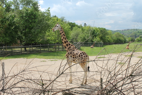 Giraffe at the Prague Zoo