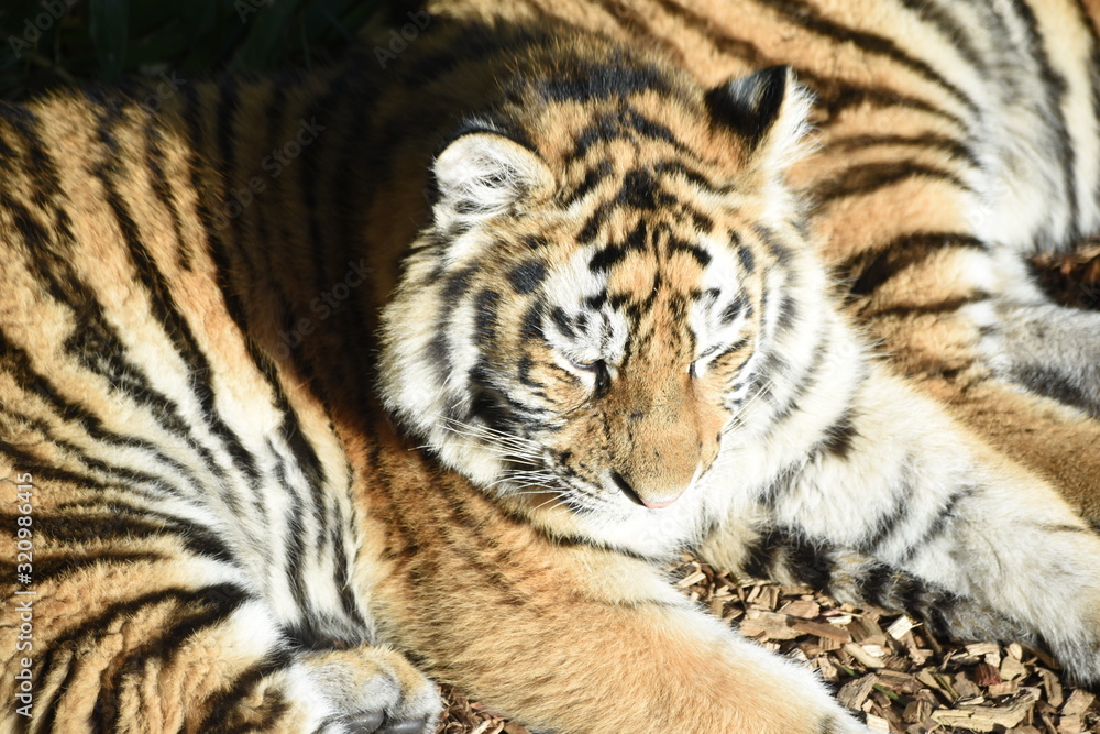 Close up of an adorable young Amur tiger cub at the zoo Close up of an adorable young Amur tiger cub at the zoo