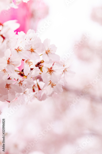 目黒川の桜と提灯 © Kanako Nakai