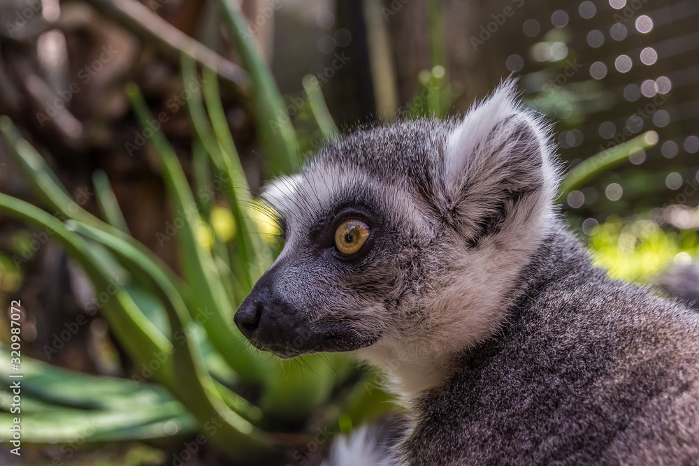 Fototapeta premium cute fluffy lemur with big eyes looks away