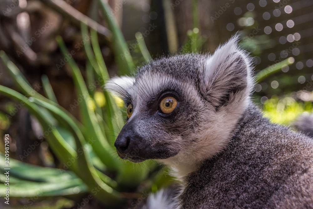 Obraz premium cute fluffy lemur with big eyes looks away