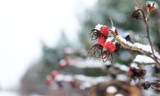 snow-covered red berries and rosehip branches on a blurred background of a frosty garden.
