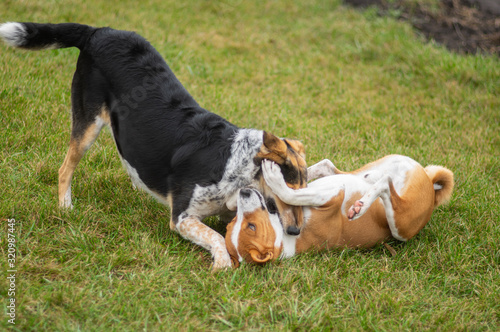Black hunting female dog fighting with Basenji male dog on an autumnal lawn. Female has won the male.