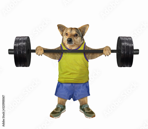 The beige dog athlete in sportswear is lifting a heavy barbell. White background. Isolated. © iridi66