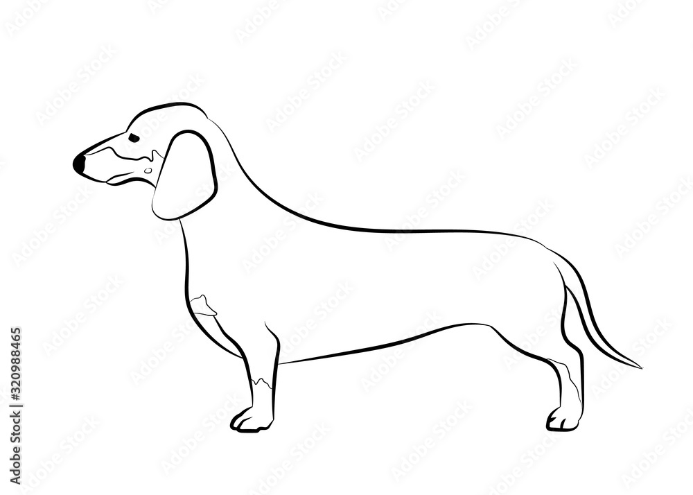 Dachshund dog. Vector outline stock illustration realistic lines silhouette for logo, print,tattoo, coloring book.