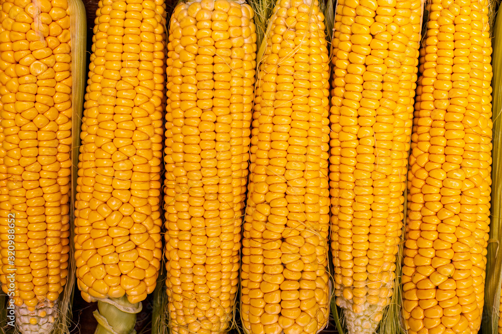 Young corn dairy ripeness, food varieties grown on an ecological farm away from the city, roads, factory emissions Young corn dairy ripeness, food varieties grown on an ecological farm away from the city, roads, factory emissions