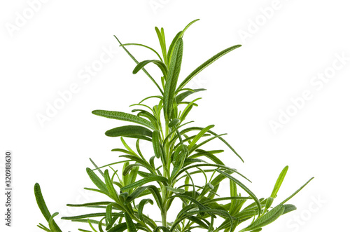 Fototapeta Naklejka Na Ścianę i Meble -  Rosemary green fresh leaves and branch isolated on white background