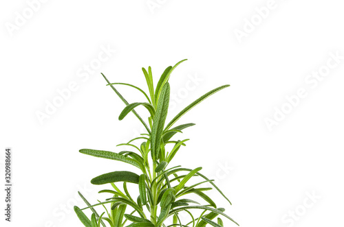 Rosemary green fresh branch with leaves isolated on white background, close-up