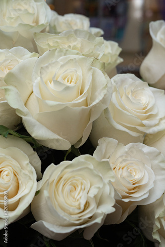 White roses on a gray and pink background.