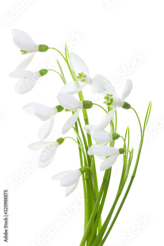 Spring blossom snowdrop flowers on green stem isolated on white background