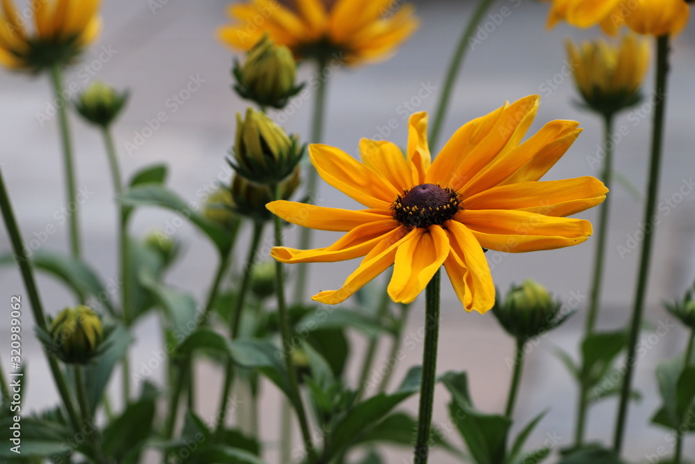 Yellow flower on a soft background. Yellow flower on a soft background.