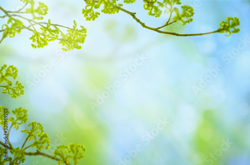 Green spring season background with branches, leaves, buds and bokeh on blue sky