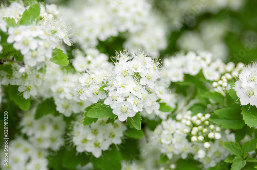 Hawthorn white spring flowers on branch with green leaves on blurred background, spring natural backdrop