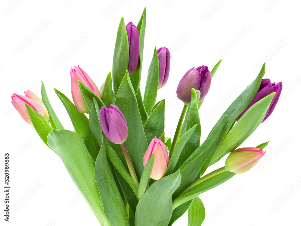 Pink, red and yellow Tulip flowers with green leaves isolated on white background Pink, red and yellow Tulip flowers with green leaves isolated on white background