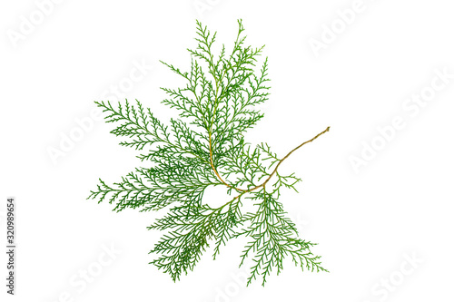 Green thuja branch isolated on white background