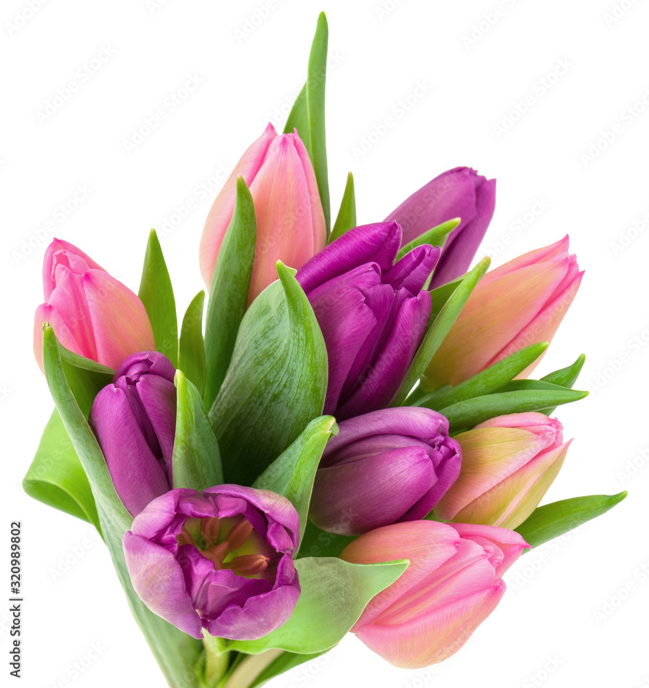 Tulip flowers purple and pink with green leaves isolated on white background, festive bouquet for Easter or birthday Tulip flowers purple and pink with green leaves isolated on white background, festive bouquet for Easter or birthday