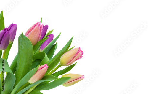 Pink and purple Tulip bouquet with green leaves isolated on white background  diagonal